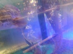 -SEA西雅图海鲜自助餐厅(海乐世界店)
