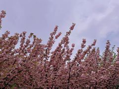 -苏州太湖西山岛开心农场