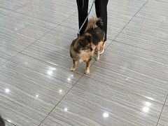 -瑞派名望志远动物医院·猫科·內科·异宠专科(直港大道店)