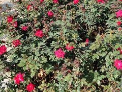 -人民公园(罗湖区)