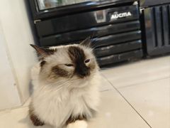 -平行世界·猫咖(首经贸店)