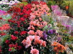 -曲阳花鸟市场(曲阳路店)