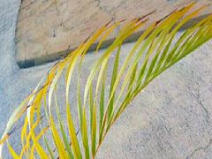 -十九路军淞沪抗日阵亡将士陵园