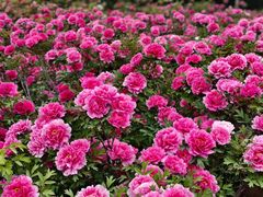 -洛阳市隋唐城遗址植物园