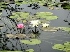 -莲花池公园