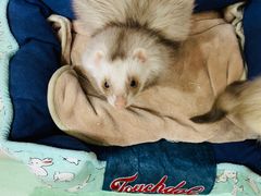 -藦茜花园宠物主题亲子互动体验馆(国顺东路店)