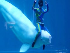 -芜湖新华联大白鲸海洋公园