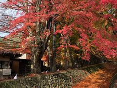 -河口湖八音盒之森美术馆