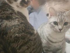 -瑞派先诺宠物医院•猫专科•普外科•中兽医(佛山院)