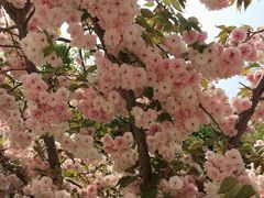 -古柏渡飞黄旅游区