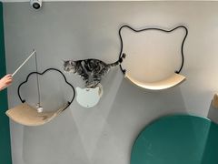 -飞行喵MR PILOT|猫舍·猫咖(静安大融城店)