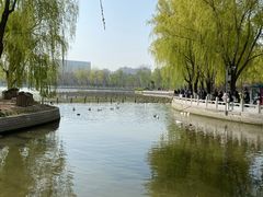 -莲花池公园