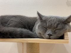 -逗柴咖啡屋·狗咖猫咖宠物桌游