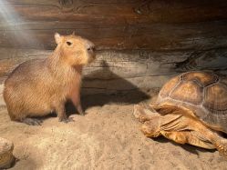 -Zoolung Zoolung动物主题公园(海信广场店)