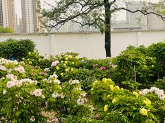 -曹州百花园