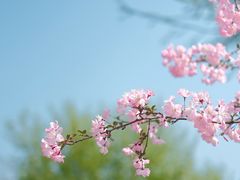 -羊山湖公园