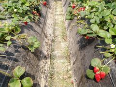 -喜杨洋草莓采摘园