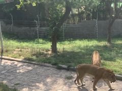 -西霞口神雕山野生动物世界