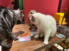-猫色咖啡·猫咖