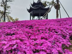-杏花村文化旅游区