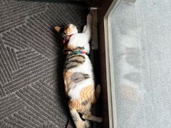 -Again Coffee Roaster(香蜜湖店)