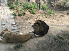 -石家庄市动物园