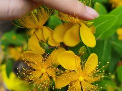 -狼山风景名胜区