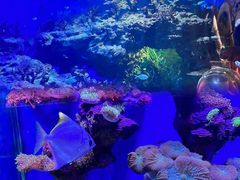 -上海海昌海洋公园