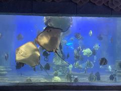 -梦幻海洋王国(吾悦广场张家港店)