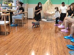-绒爪撸猫下午茶·猫咖