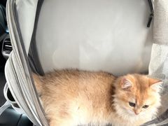 -伟伟宠物医院·CT影像中心·瑞派犬猫综合性门诊(汉口总院)