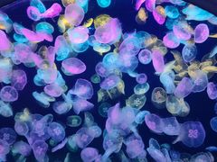 -海合安天津极地海洋公园