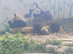 -中国大熊猫保护研究中心雅安碧峰峡基地