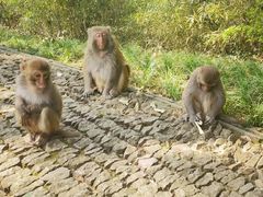 -苏州上方山国家森林公园