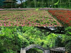 -广州市石门国家森林公园