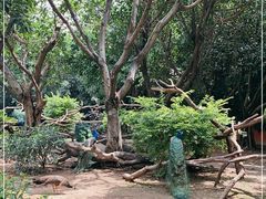 -广州长隆飞鸟乐园