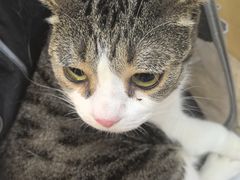 -美联众合动物医院·24h转诊中心