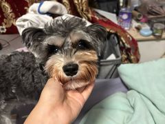 -乖乖宠物医院·猫科·骨科·24小时(云岗分院)