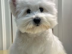 -翊宠yipet猫狗购宠庄园犬舍•猫舍