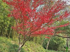 -西湖风景区-江洋畈生态公园