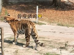 -深圳野生动物园