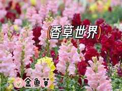 -广东花都湖国家湿地公园