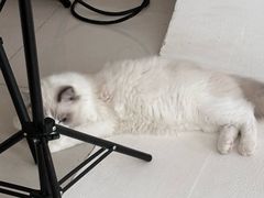 -猫遇摄影工作室
