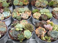 -鹿岛生活(熙地港店)