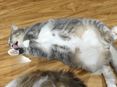-MOCHA明星猫咖(田子坊店)