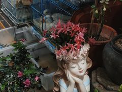 -溪岸路花鸟市场