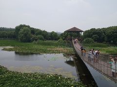 -荷塘月色湿地公园·向阳花洲