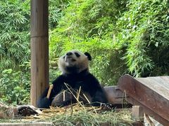 -广州长隆野生动物世界