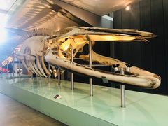 -墨尔本博物馆(Melbourne Museum)