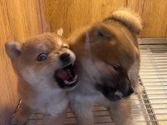 -南京Hallo宠物乐园·哈罗犬舍·柴犬繁育基地
